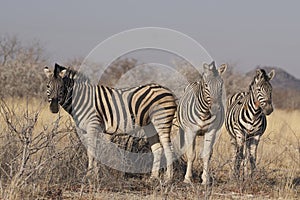 Burchell`s Zebra in Etosha National Park