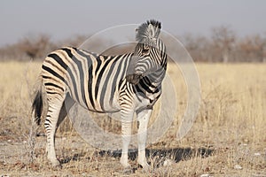 Burchell`s Zebra in Etosha National Park