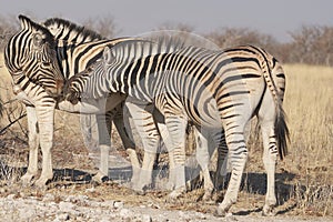 Burchell`s Zebra in Etosha National Park