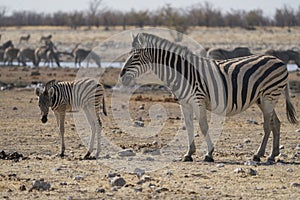 Burchell`s Zebra in Etosha National Park