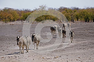 Burchell`s Zebra in Etosha National Park, Namibia