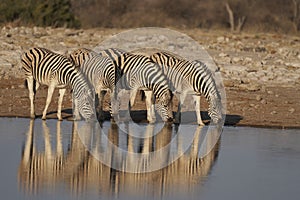 Burchell`s Zebra in Etosha National Park, Namibia