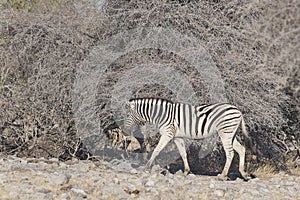 Burchell`s Zebra in Etosha National Park, Namibia