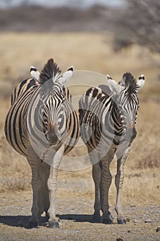 Burchell`s Zebra in Etosha National Park, Namibia