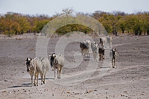 Burchell`s Zebra in Etosha National Park, Namibia photo
