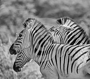 Burchell`s Zebra Family Group