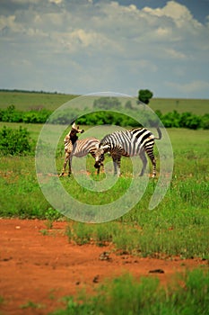 Burchell's Zebra and foal