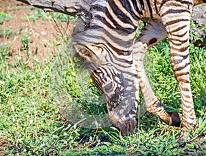 Burchell`s zebra foal with abnormal skin markings