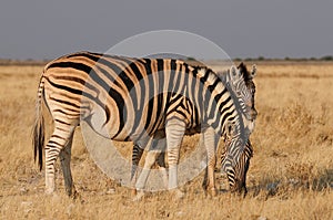 Burchell`s zebra with foal, etosha nationalpark, namibia