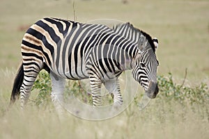 Burchell's Zebra in Grassland