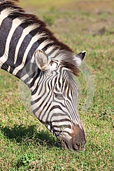 Burchell`s Zebra Grazing