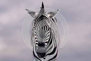 Burchell\'s Zebra head