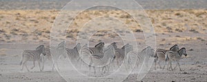 Burchell`s zebra herd in dust, etosha nationalpark, namibia