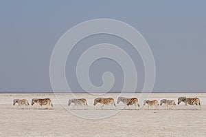 Burchell`s zebra herd in a salt pan, etosha nationalpark, namibia