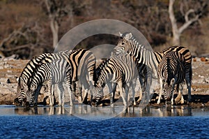 Burchell`s zebra herd on a waterhole, etosha nationalpark, namibia
