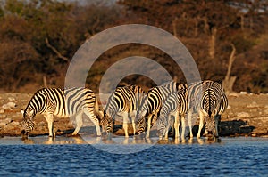 Burchell`s zebra herd on waterhole, etosha nationalpark, namibia, equus burchelli