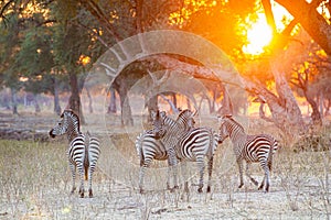 Burchell`s Zebra herd in the woodlands of Mana Pools