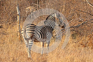 Burchell`s Zebra in Kruger National Park