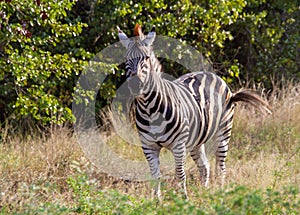 Burchell`s zebra in the Kruger Park landscape