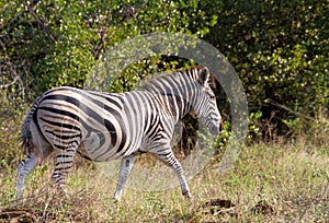 Burchell`s zebra in the Kruger Park landscape