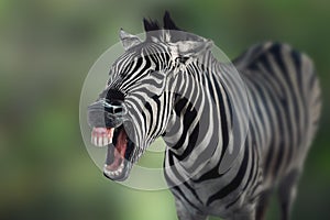 Burchell\'s Zebra laughing