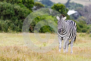 Burchell's Zebra Looking