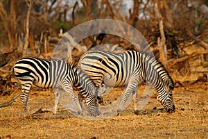 Burchell's zebra mirrored