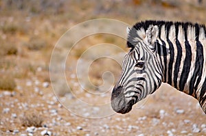 Burchell's zebra in Namibia Africa