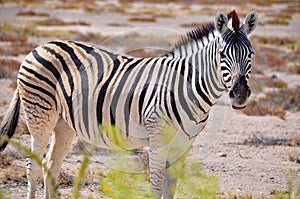 Burchell's zebra in Namibia Africa