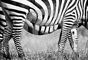 Burchell`s Zebra pair grazing in the savannah grasslands