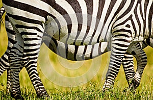 Burchell`s Zebra pair grazing in the savannah grasslands in Kenya
