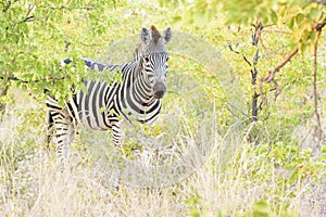 Burchell`s zebra or Plains zebra looking at camera