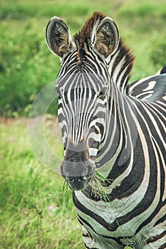 Burchell`s Zebra Portrait in Kruger National Park.