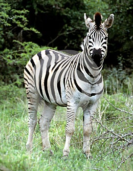 Burchell's Zebra posing in Hluhluwe-Umfolozi game park section