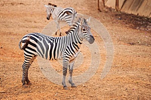 Burchell`s Zebra on red dry soil