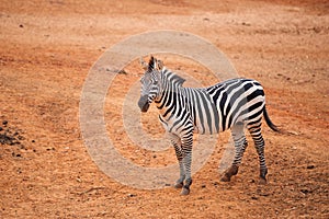 Burchell`s Zebra on red dry soil