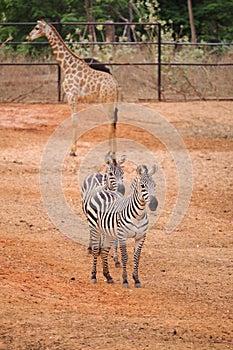 Burchell`s Zebra on the red dry soil