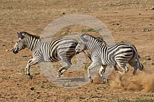 Burchell's Zebra running, South Africa