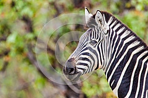 Burchell`s zebra in the savannah grasslands