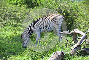 Burchell\'s zebra is a southern subspecies of the plains zebra. photo