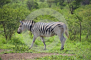 Burchell\'s zebra is a southern subspecies of the plains zebra.