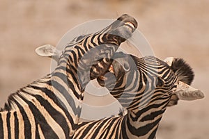 Burchell's zebra stallions fighting