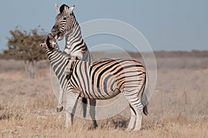 Burchell's zebra stallions fighting