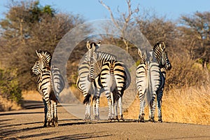 Burchell`s zebra walking along a dirt road