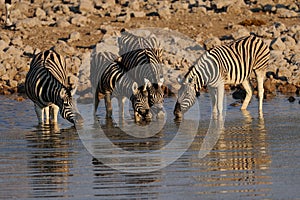 Burchell`s zebra on waterhole, etosha nationalpark, namibia, equus burchelli