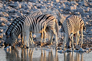 Burchell`s zebra on waterhole, etosha nationalpark, namibia, equus burchelli
