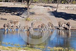 Burchell's zebra at watering hole in Namibia Africa