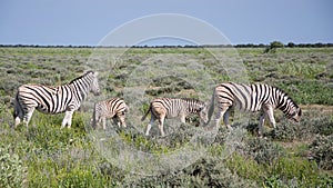 Burchell's Zebras