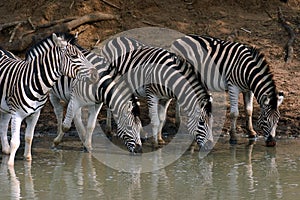 Burchell's Zebras