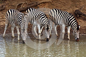 Burchell's Zebras